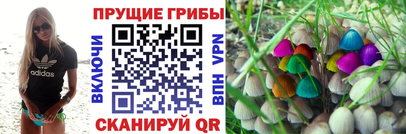 Галлюциногенные грибы Cubensis  закладки  Высоцк 